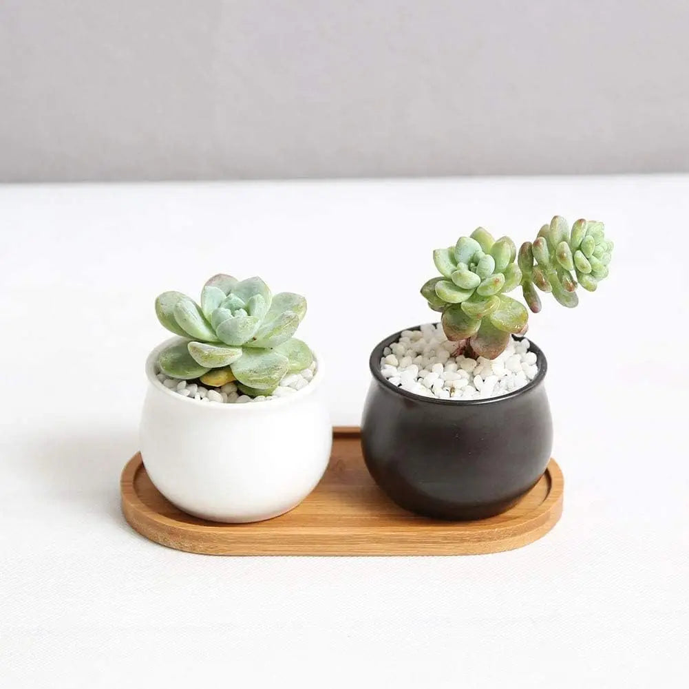 Japanese-Style Mini Beech Wood Plate – Simple, Elegant & Natural